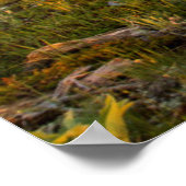 Poster Sunrise Lights (Coin)