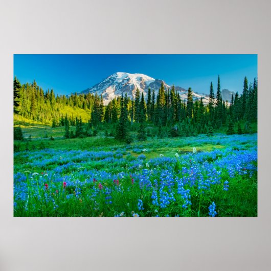 Poster Sunrise Lupine et Mount Rainer (Devant)