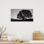 Poster Sunrise Oak Tree Californie (Cuisine)
