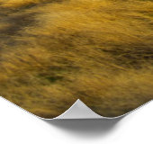 Poster Sunset highlights the red bark of bushes (Coin)