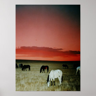 Poster Sunset Montana