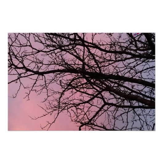 Poster Sunset Tree Branches Photograph Planetm13 (Devant)