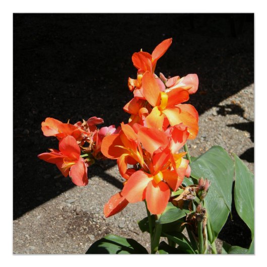 Poster Sunshine Love... (Devant)