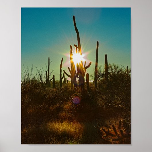 Poster Sunstar du Saguaro (Devant)