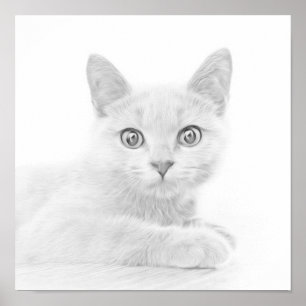 Poster SUPER CUTE Kitten Portrait Photographie