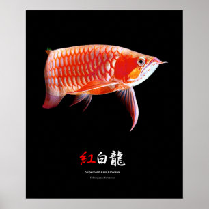 Poster Super Red Arowanaの ポ タ, No.01