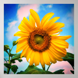 Poster Super Sunflower