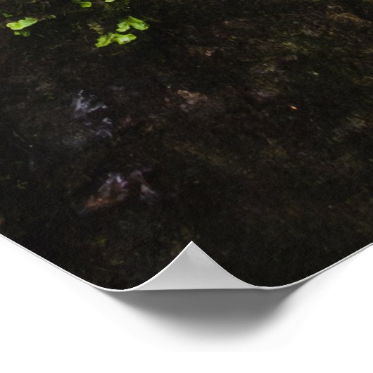 Poster Superbe cascade Šum dans la forêt magique (Coin)