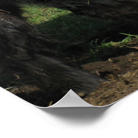 Poster Superbe ceinture Galloway Steer Beltie (Coin)