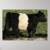 Poster Superbe ceinture Galloway Steer Beltie (Devant)