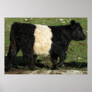 Poster Superbe ceinture Galloway Steer Beltie