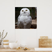 Poster Superbe Chouette blanche (Cuisine)