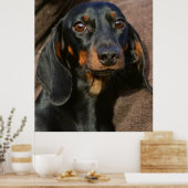 Poster Superbe dachshund portrait animal (Cuisine)
