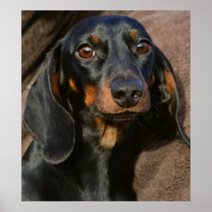Poster Superbe dachshund portrait animal