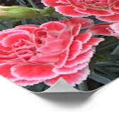 Poster Superbe Dianthus (Coin)