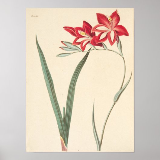 Poster Superbe Drapeau De Maïs (Devant)