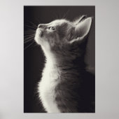 Poster Superbe jeune chaton vue latérale portrait regarda (Devant)