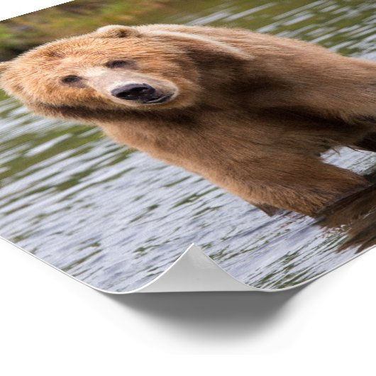 Poster Superbe ours kodiak brun (Coin)