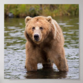 Poster Superbe ours kodiak brun (Devant)