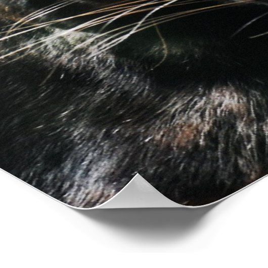 Poster Superbe Panthère noire (Coin)