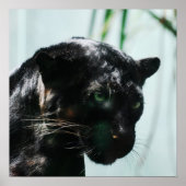 Poster Superbe Panthère noire (Devant)