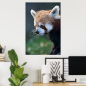 Poster Superbe portrait de panda rouge (Bureau à domicile)