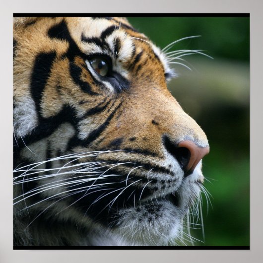 Poster Superbe visage de tigre du Bengale (Devant)