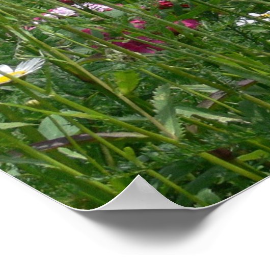 Poster Superbe vue sur les fleurs (Coin)