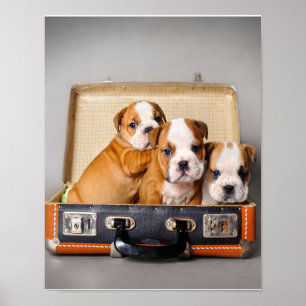 Poster Superbes chiots Bulldog AMOUREUX DES CHIENS