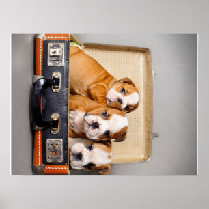Poster Superbes chiots Bulldog   AMOUREUX DES CHIENS