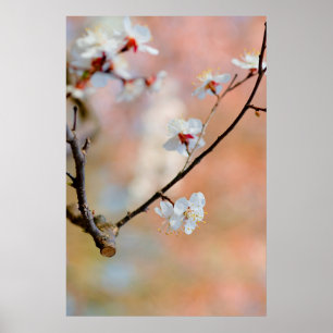 Poster Superbes fleurs japonaises d'abricot