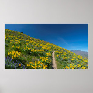 Poster Superfleur de Balsam de printemps