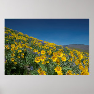 Poster Superfleur du désert