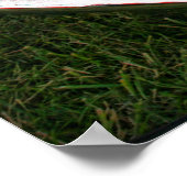 Poster Superoiseau de Plymouth 1970 (Coin)