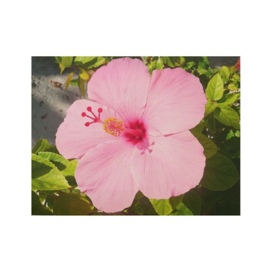 Poster Sur Bois Hibiscus rose Fleur tropicale (Devant)