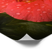 Poster sur Hibiscus (Coin)