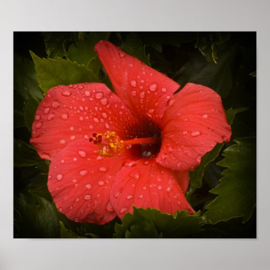 Poster sur Hibiscus (Devant)