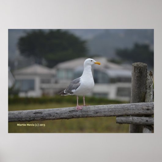 Poster Sur la clôture (Devant)