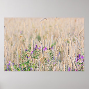 Poster sur la culture du grain