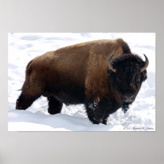 Poster sur la neige de Bison