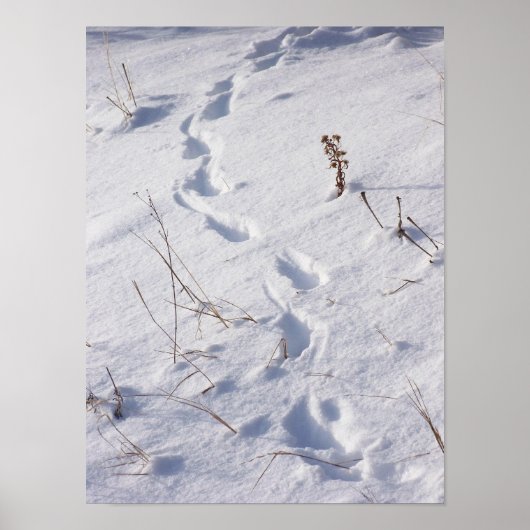 Poster sur la neige des cerfs (Devant)