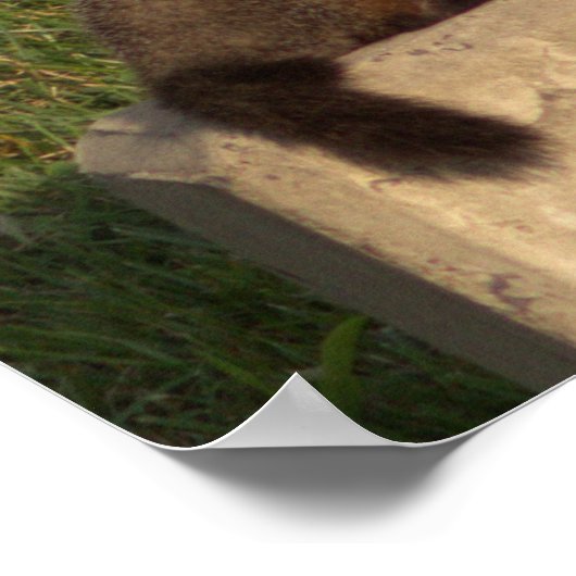 Poster sur la terre ferme (Coin)