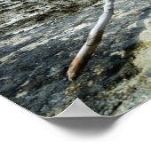 Poster sur le bois mort dans le Pacifique (Coin)