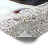 Poster sur le chimpanzé (Coin)