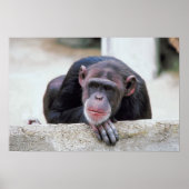 Poster sur le chimpanzé (Devant)
