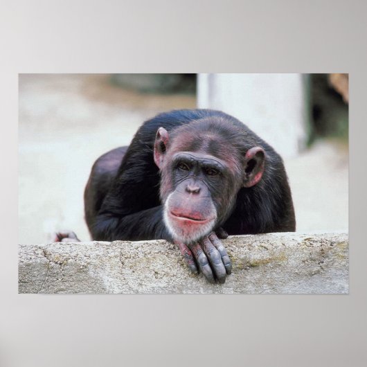 Poster sur le chimpanzé (Devant)