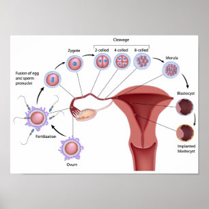 Poster sur le développement humain précoce
