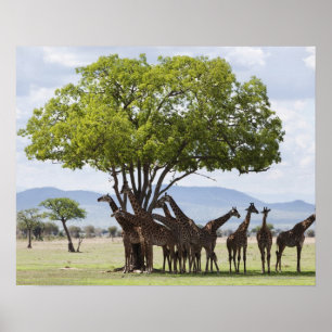 Poster Sur le parc national du safari Mikumi, la