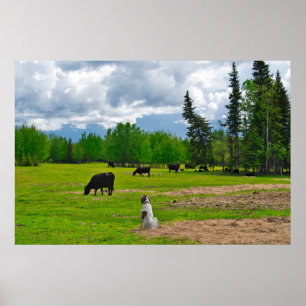 Poster sur le pâturage
