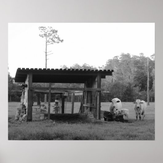 Poster Sur le Ranch - - Vaches - Noir et Blanc (Devant)